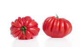 Tomates fraîches rebelion BIO (environ 0,50 kg)